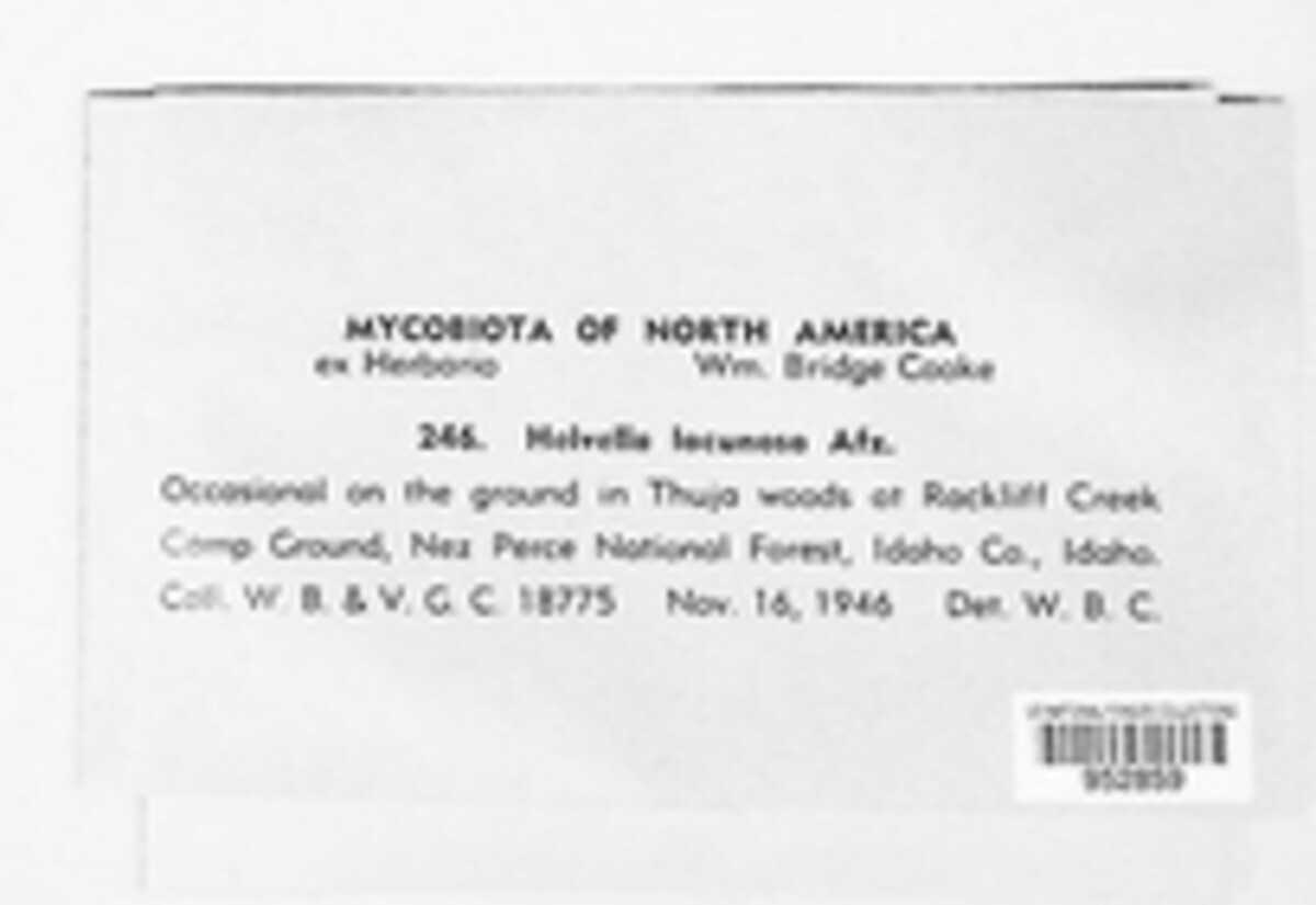 Helvella lacunosa image